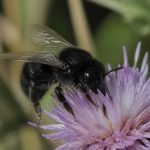 Black bees in the uk: identification, habitat and why they matter