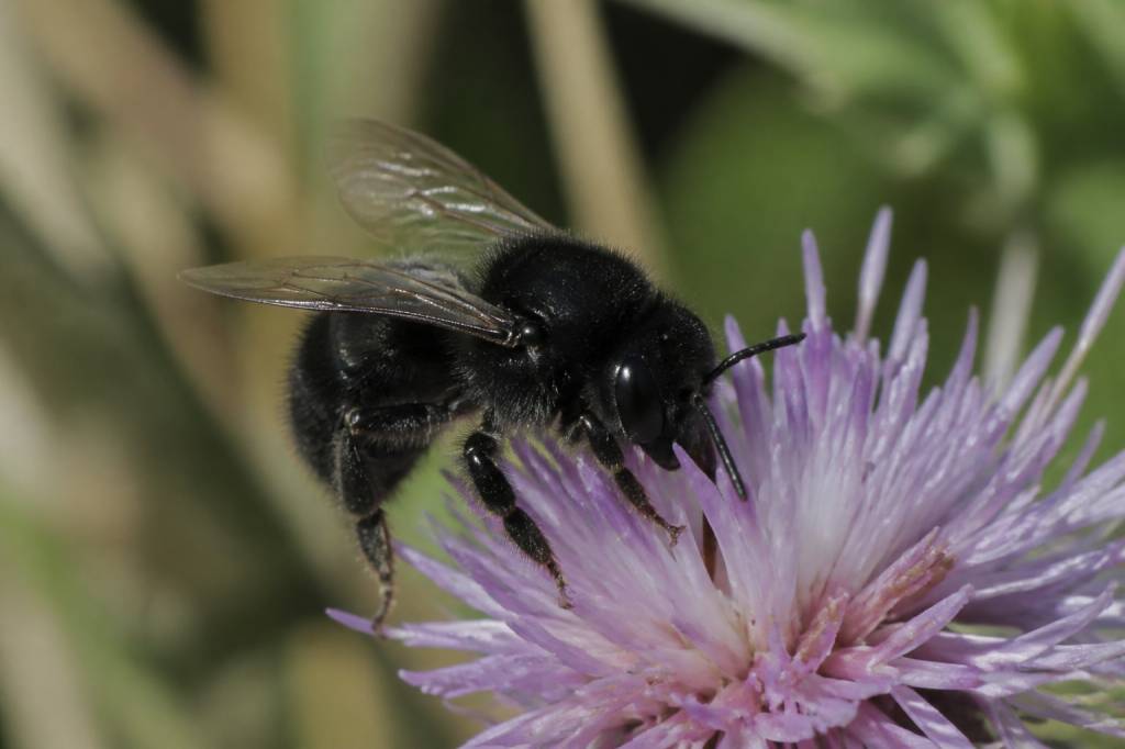 Black bees in the uk: identification, habitat and why they matter