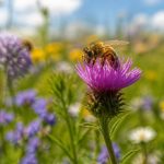 Bees and pollination: why they matter for sustainable ecosystems