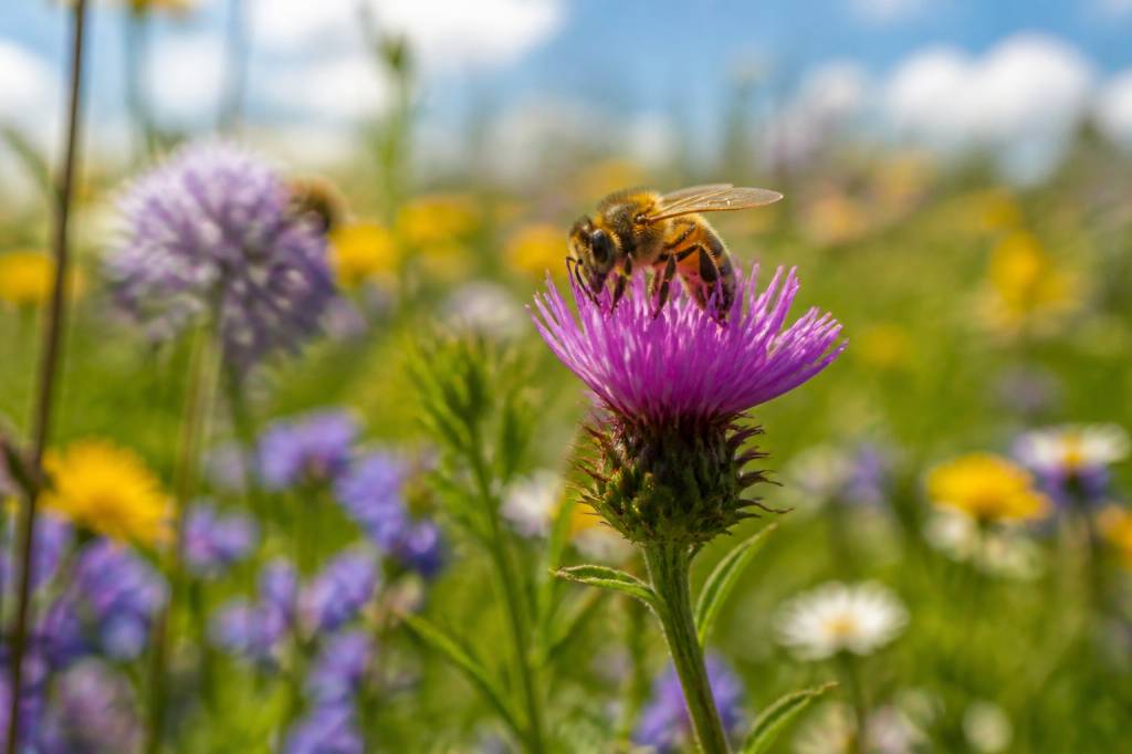 Bees and pollination: why they matter for sustainable ecosystems